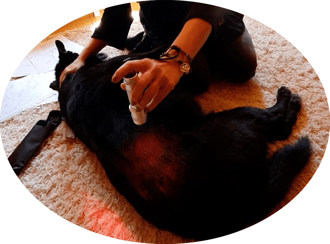 Farbbalance Tierenergetische Behandlung am Hund 