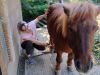 Tierenergetische Behandlung eines Ponys